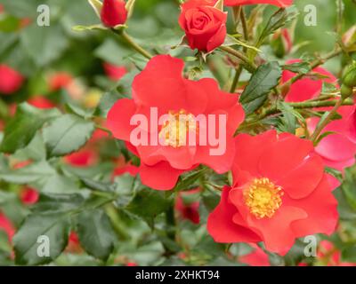 Coral red single rose flowers with yellow eyes and bright green foliage. Rose bush flowering branches. Stock Photo