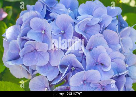 Hydrangea macrophylla blue flower head close-up. Hortensia blue flower. French hydrangea blooming plant. Stock Photo