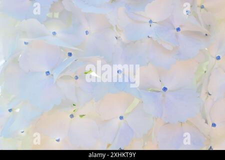 Hydrangea macrophylla white flower head close-up background. Hortensia white flowers with blue center. French hydrangea blooming plant wallpaper. Stock Photo