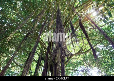 Ficus benghalensis or Indian banyan sacred plant crown with propagating aerial roots growing downward. Ficus indica,banyan or banyan fig tree used for Stock Photo