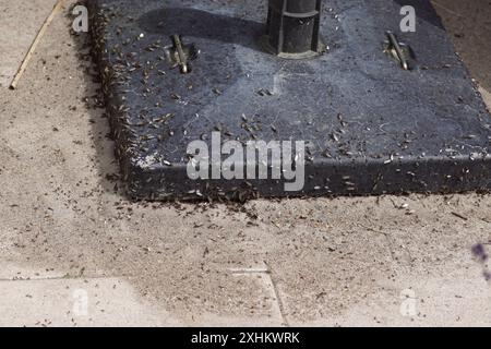 Flying ant day. New black ant queens (Lasius, probably Lasius niger) leave the nest to mate and set up new colonies. From under parasol base on tiles Stock Photo