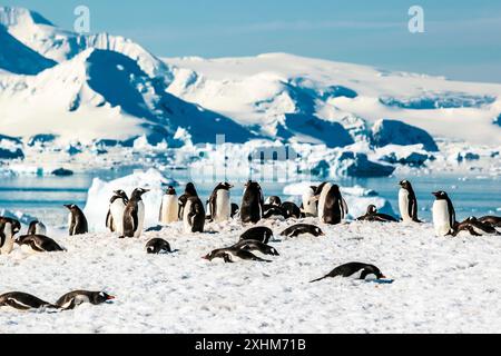 Gentoo Penguins, Cuverville Island, Antarctica, Sunday, November 19, 2023. Photo: David Rowland / One-Image.com Stock Photo