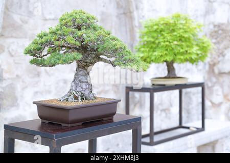 Pine bonsai and Maple bonsai (acer) on a wooden table Stock Photo