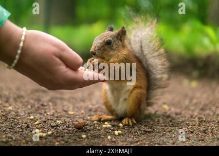 wild squirrel in the park eats from a woman's palm in park Stock Photo