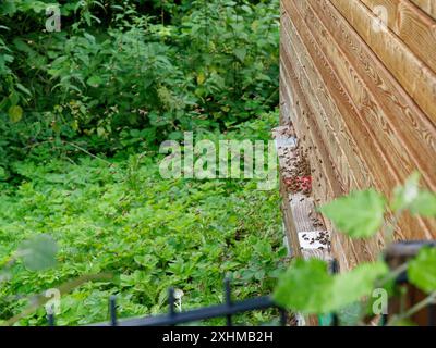 Honey bees fly into and out of a hive. Stock Photo