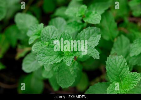 Close-up view of mint leaves in the vegetable garden Stock Photo