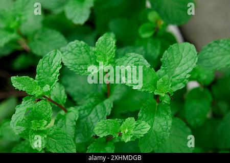 Close-up view of mint leaves in the vegetable garden Stock Photo