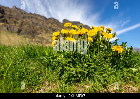 Dandelion yellow flowers growing in grasslands of South Iceland with Eyjafjöll mountain range in the background, blue sky, high angle view. Stock Photo