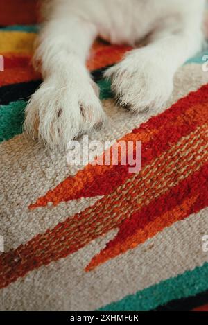 Close-up of French Bulldog mix front paws on a colorful rug. Stock Photo
