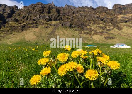 Dandelion yellow flowers growing in grasslands of South Iceland with Eyjafjöll mountain range and farms in the background, high angle view. Stock Photo