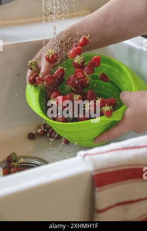 Hands rinsing strawberries in a green colander under running water Stock Photo