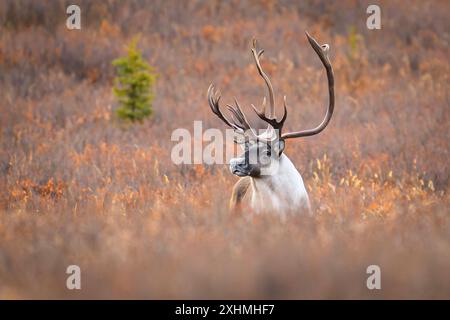 Large bull caribou in fall colors and tundra, Denali National Park Stock Photo