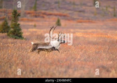 Large Bull Caribou Running through Tundra in Denali National Park Stock Photo