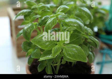 Potted basil growing on table, closeup. Fresh herb Stock Photo