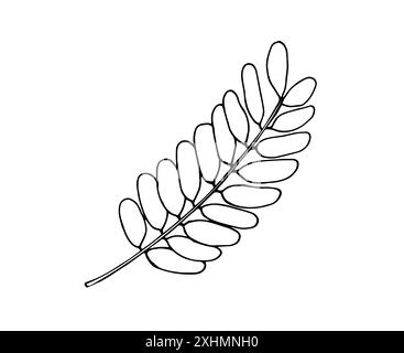 Amla leaf. Hand-drawn indian goosberry leaf. Botanical vector illustration isolated on white. Stock Vector