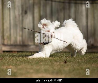 White fluffy dog runs with stick in mouth Stock Photo