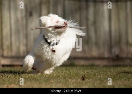 White fluffy dog runs with stick in mouth Stock Photo