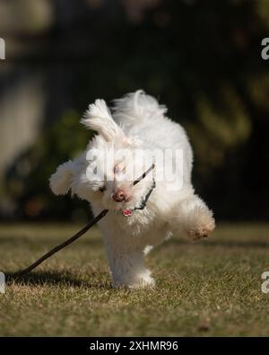 White fluffy dog runs with stick in mouth Stock Photo