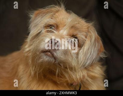Sweet Pekingese, Pomeranian mixed breed dog with brown eyes Stock Photo