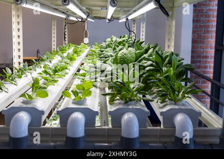 Indoor hydroponic vegetable farming with led lighting in controlled environment Stock Photo
