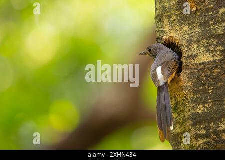 White-rumped shama on the nest in the tree Stock Photo
