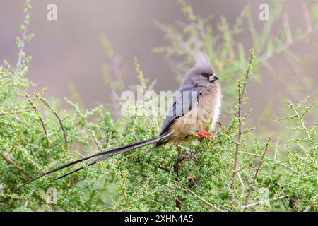 White-backed Mousebird (Colius colius) perched in bush, Western Cape, South Africa. Stock Photo