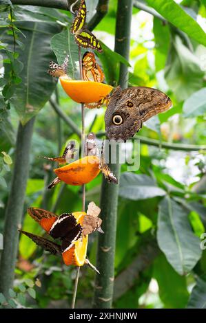 Banana or giant owl butterfly sitting on a tree trunk, Caligo telamonius memnon insect, rainforest of Mexico and South America, Amazonas Stock Photo