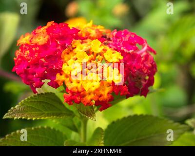 Yellow, fading to red flowers of the tropical evergreen shrub, Lantana camara, Jamaican yellow sage Stock Photo