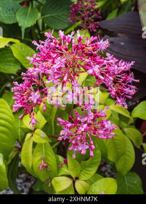 Pink summer flowers in a panicle of the tender evergreen tree fuchsia, Fuchsia arborescens Stock Photo