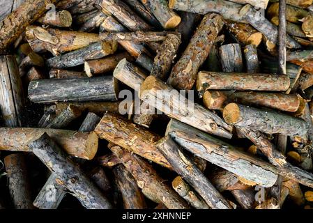 wooden blocks of different shapes and sizes lie on the ground after cutting Stock Photo