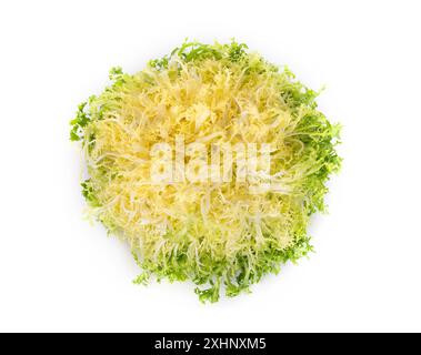 curly endive in front of white background Stock Photo