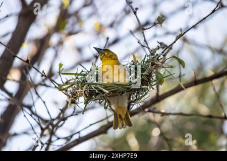 The Little Weaver (Ploceus luteolus) in Ethiopia builds intricate nests in trees, displaying vibrant yellow plumage while thriving in its habitat Stock Photo