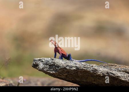 Kenya, Masai Mara National Reserve, National Park, common agama, red-headed rock agama, or rainbow agama (Agama agama) on a rock. The male is very col Stock Photo