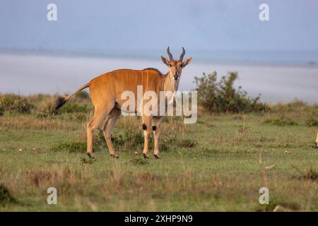 Kenya, Masai Mara National Reserve, National park, Common eland (Tragelaphus oryx), ,adult male in the savanna Stock Photo