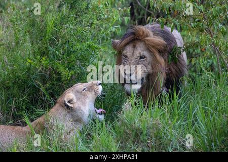 Lions mating, Masai Mara national park, Kenya Stock Photo - Alamy
