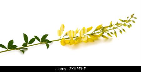 Black broom sprig with flowers isolated on white Stock Photo