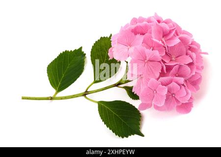 Pink Hydrangea  flowers  isolated on white background Stock Photo
