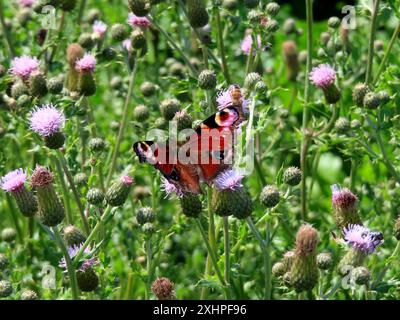 ...welch ein Anblick - diese Edelfalter habe ich schonl lange nicht mehr gesehen... Tagpfauenauge trinkt Nektar aus Ackerkratzdistelbluete *** what a sight I havent seen these butterflies for a long time Peacock butterfly drinking nectar from a thistle flower Stock Photo