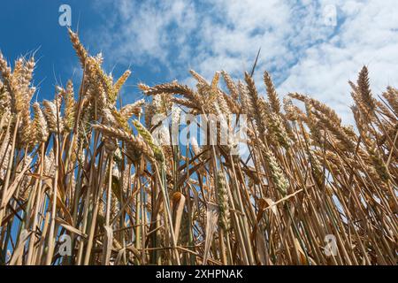 Golden wheat Crop field ready for harvest,  blue sky Stock Photo