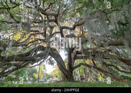 USA, Georgia, Savannah, majestic oak tree covered in spanish moss Stock Photo