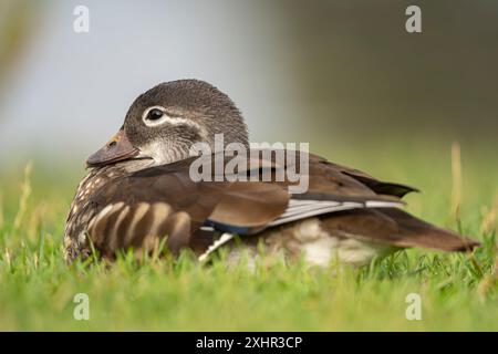 Side view of a wild female mandarin duck sitting on grass. Stock Photo