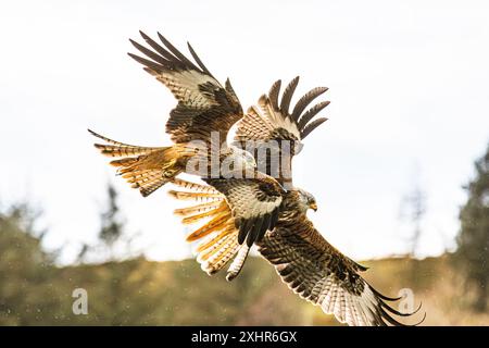 Two 2 red kites side by side hunting in the rain extreme close up / close-up Stock Photo