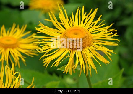 Bright yellow Telekia speciosa, also known as the heart leaved oxeye or yellow oxeye daisy in flower. Stock Photo