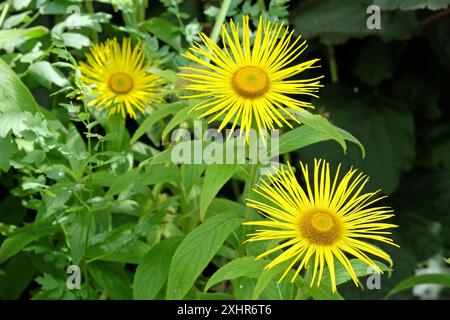 Bright yellow Inula hookeri, Hooker inula or Hooker's fleabane, in flower. Stock Photo