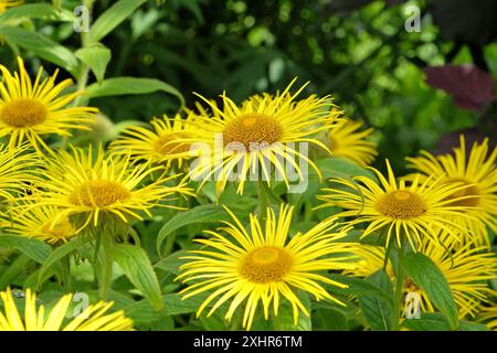 Bright yellow Inula hookeri, Hooker inula or Hooker's fleabane, in flower. Stock Photo