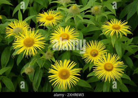 Bright yellow Inula hookeri, Hooker inula or Hooker's fleabane, in flower. Stock Photo