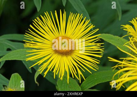 Bright yellow Inula hookeri, Hooker inula or Hooker's fleabane, in flower. Stock Photo