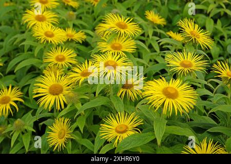 Bright yellow Inula hookeri, Hooker inula or Hooker's fleabane, in flower. Stock Photo