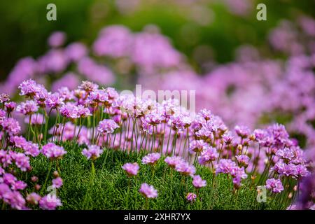 Clumps of bright pink sea thrift / sea pinks growing vigorously on a coastal cliff path, close up Stock Photo