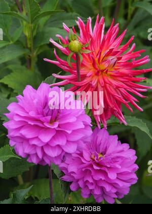 Three dahlia flowers in purple and pink, surrounded by green leaves, Blooming dahlias in different colours in a garden, legden, germany Stock Photo